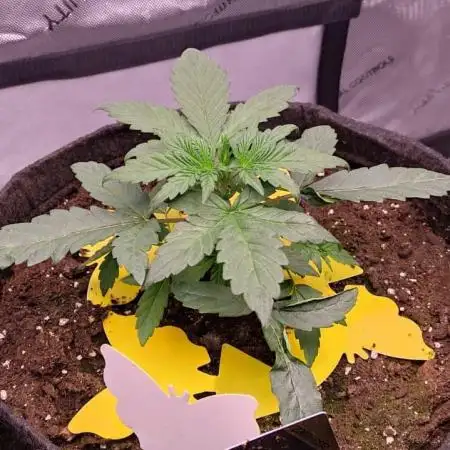 Strawberry Cheesecake Auto - HSC