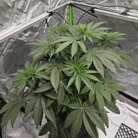 Wizard Trees - Studio Cherry