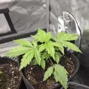 Pandora Auto - Paradise Seeds