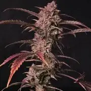 Pure Michigan Auto