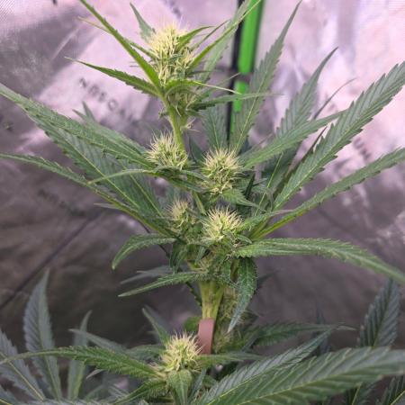 Next of KIN - Super Strains