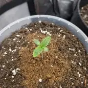 Trop Cherry Gas  - Relentlless