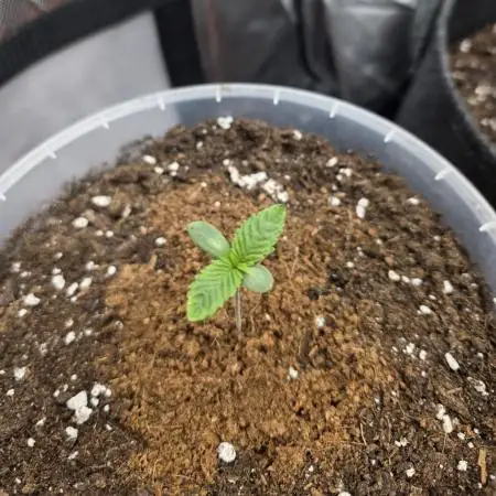 Trop Cherry Gas  - Relentlless