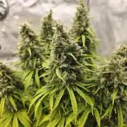 Pandora Auto - Paradise Seeds