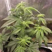 Slamberry - Speedrun Seeds