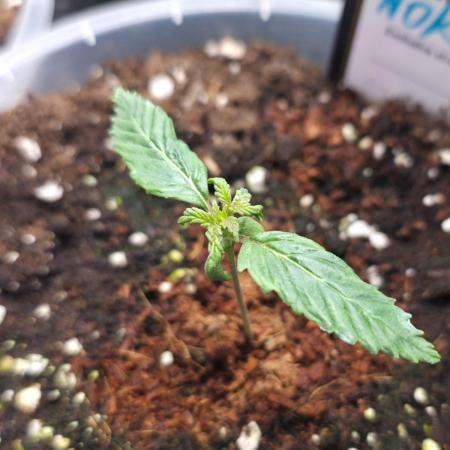 Next of KIN - Super Strains