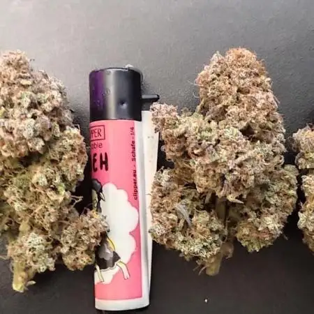 Auto Banana Blaze Dutch Passion