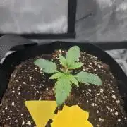 Pure Michigan Auto