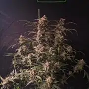 Pure Michigan Auto