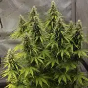 Pandora Auto - Paradise Seeds