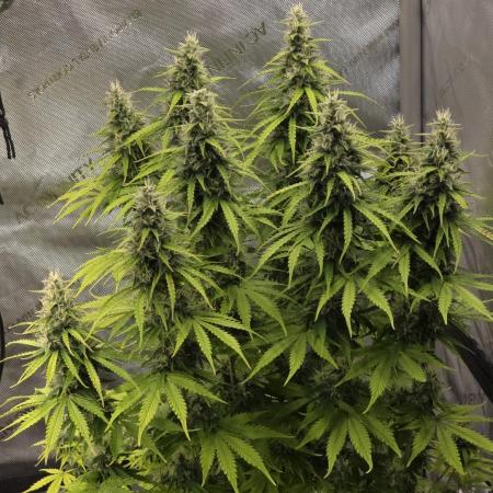 Pandora Auto - Paradise Seeds