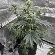 Wizard Trees - Studio Cherry