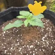 Strawberry Kiss - Mephisto Genetics