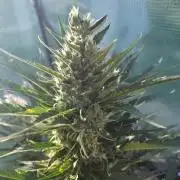 Killer Haze Auto - Outdoor