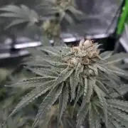 Orange Creampop - HSC