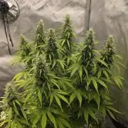 Pandora Auto - Paradise Seeds