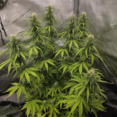 Pandora Auto - Paradise Seeds