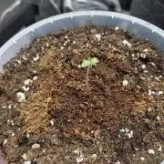 Trop Cherry Gas  - Relentlless