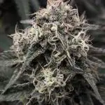 Double Stuffed Sorbet