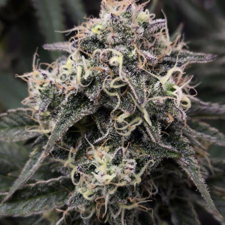 Double Stuffed Sorbet