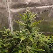 Slamberry - Speedrun Seeds