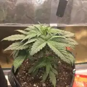 Strawberry Kiss - Mephisto Genetics