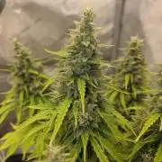 Pandora Auto - Paradise Seeds
