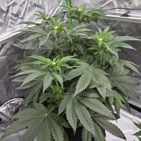 Wizard Trees - Studio Cherry