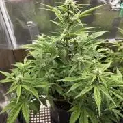 Slamberry - Speedrun Seeds