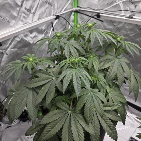 Wizard Trees - Studio Cherry