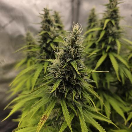 Pandora Auto - Paradise Seeds