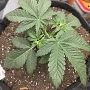 Trop Cherry Gas  - Relentlless