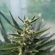 Killer Haze Auto - Outdoor