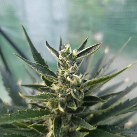 Killer Haze Auto - Outdoor