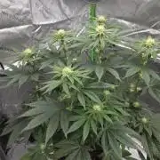 Wizard Trees - Studio Cherry