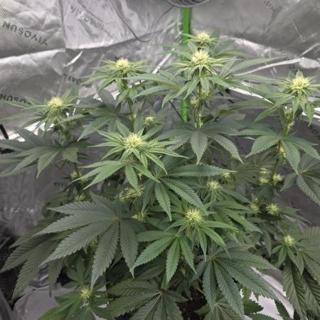 Wizard Trees - Studio Cherry