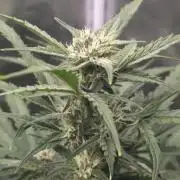 Amnesia Bilbo Auto - Genehtik