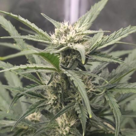 Amnesia Bilbo Auto - Genehtik