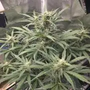 Amnesia Bilbo Auto - Genehtik