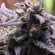 Slamberry - Speedrun Seeds