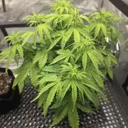 Pandora Auto - Paradise Seeds