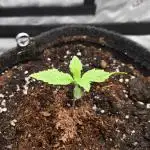 Pandora Auto - Paradise Seeds