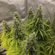 Pandora Auto - Paradise Seeds