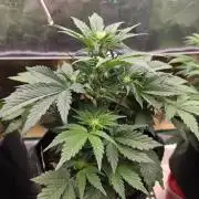 Strawberry Kiss - Mephisto Genetics