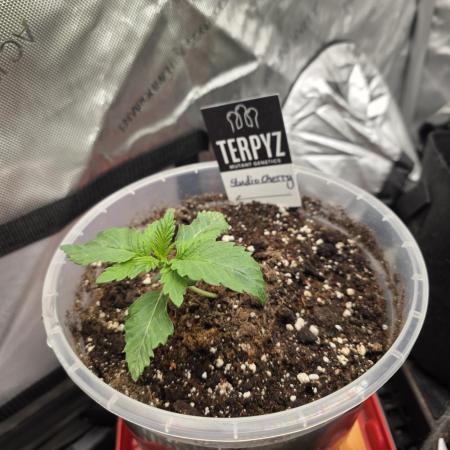 Wizard Trees - Studio Cherry