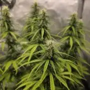 Pandora Auto - Paradise Seeds