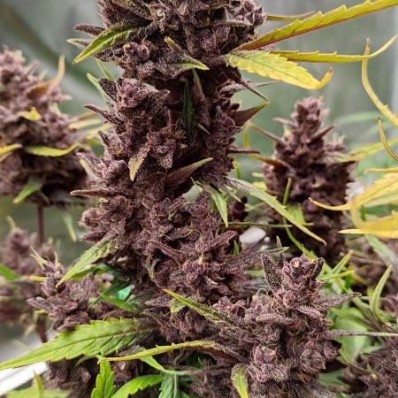 Purple Kush Auto - Tested at Mary Jane