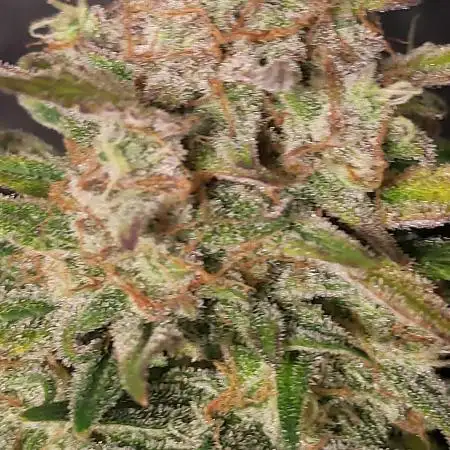 Auto Banana Blaze Dutch Passion