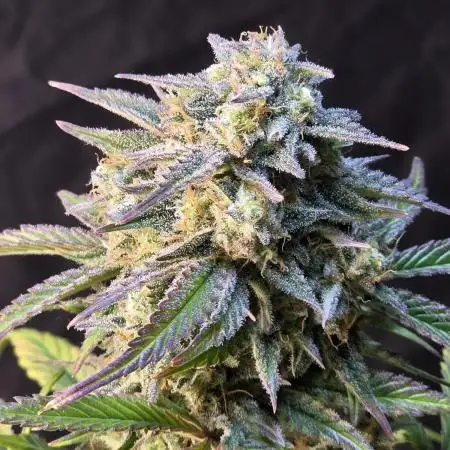 Slamberry - Speedrun Seeds