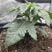 Trop Cherry Gas  - Relentlless